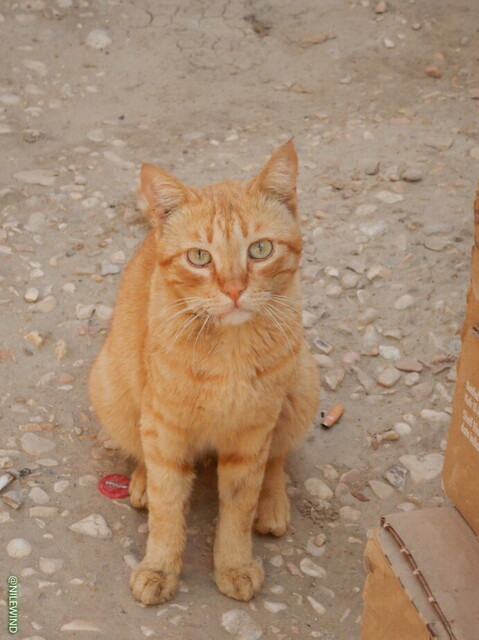 DSCN3978.jpg