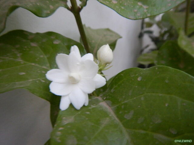 DSCN4009.jpg