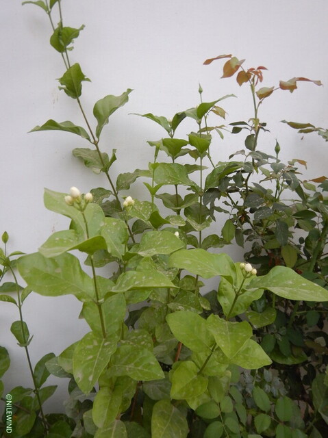 DSCN4010.jpg